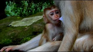 cute baby feeding milk [upl. by Anayhd]