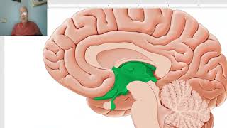 Anatomy of CNS Module in Arabic 2024 Diencephalon by Dr Wahdan [upl. by Madelle619]