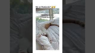 out of contexts cats and dogs part 57 funny funnypets pets cat dog petvideos animals kitten [upl. by Yeclehc]