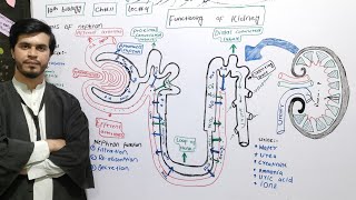 functioning of kidney  Structure and function of nephron  ch11  lec4  Class 10 biology [upl. by Eduard]