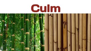 Culm plants node internode bamboo cane grasses [upl. by Bartley]