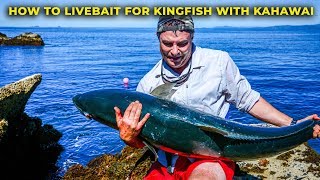 HOW TO CATCH KINGFISH WITH LIVE BAIT KAHAWAI [upl. by Ellessig505]