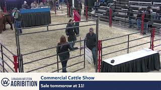 CWA 2024  Commercial Cattle Show Broadcast  Regina SK [upl. by Swarts]