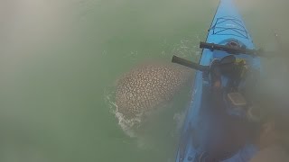 020616 Key West Kayak Fishing  Channel Fishing [upl. by Euqenimod975]