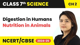 Digestion in Humans  Nutrition in Animals  Class 7 Science Chapter 2  CBSE 202425 [upl. by Det]