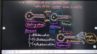 NCERTSCIENCE CLASS1012तंत्रिकाआवेग का संचरण किस प्रकार होता है CHAPTER6नियंत्रण व समन्वय। [upl. by Atinnor]