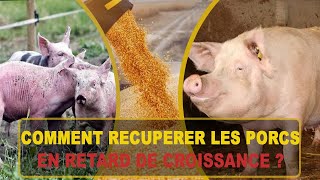 RETARD DE CROISSANCE CHEZ LES PORCS SOLUTIONS CONCRETE [upl. by Kinney465]