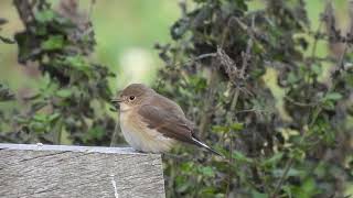 Redbreasted Flycatcher  The Isle of May  Fife  280924 [upl. by Marve856]