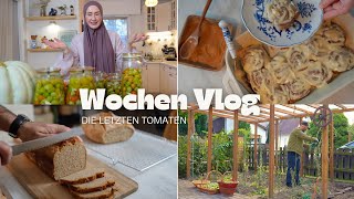 Unsere letzte Tomaten Ernte  Vollkorn Zimtschnecken erster versuch  VLOG [upl. by Dimo]