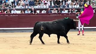 Salida 1º toro de FUENTE YMBRO quotHECHICEROquot  6octubre2024  Las Ventas [upl. by Ydarg146]