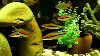 redline torpedo barbs Puntius Denisonii 8ft aquarium tank [upl. by Sirromad620]