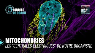 Mitochondries  les centrales électriques de notre organisme [upl. by Akinad]