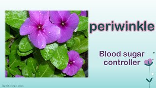 Traditional Medical uses of Periwinkle [upl. by Greenebaum236]