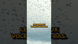 Pourquoi les oiseaux volent bas avant un orage [upl. by Ortiz]