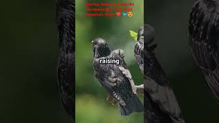 How European Starlings Conquered North America  Europeanstarling youtube [upl. by Akirdnuhs]