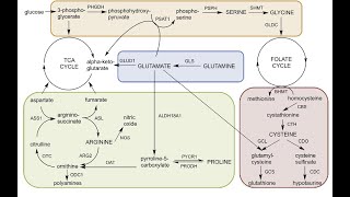 Amino Acid Synthesis Degradation and Functions [upl. by Ecinehs]