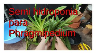 Plantio semihidroponico de phragmipedium [upl. by Aicert]