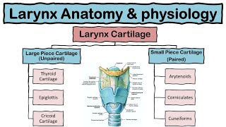 Larynx Voice Box Anatomy and Physiology  Cartilages  Functions  Respiratory system  Hindi [upl. by Gensmer]