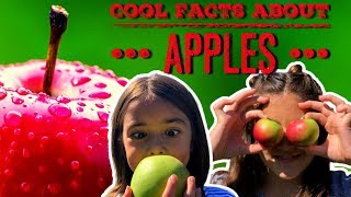 Apple Facts  Facts About Apples For Kids [upl. by Josi37]