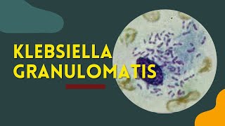 Klebsiella GranulomatisDonovanosisGranuloma inguinale [upl. by Ymmij]