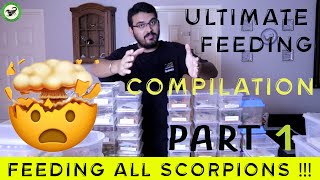 SCORPION FEEDING ULTIMATE COMPILATION  Part 1 [upl. by Mortie707]