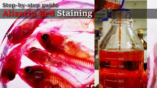 01R Bleaching to Staining Alizarin Red Staining Stepbystep guide 2023 1130 01 RedA [upl. by Aenert]