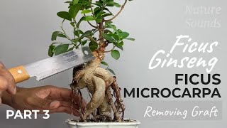 Final Transition Naturalizing Grafted Ficus Ginseng Ficus Microcarpa Part 3 Oct2022 [upl. by Annoyt]