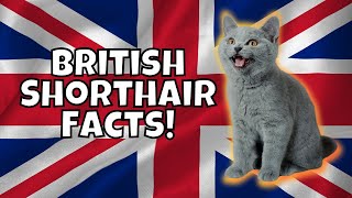 10 Fun Facts About British Shorthairs [upl. by Sheryl]