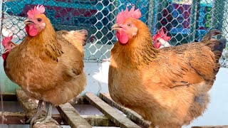 ไก่เหวินชาง ไก่ไหหลำ สุดยอดไก่เนื้อที่อร่อยที่สุดในโลก Wenchang chicken EP 23 Mongkol farm 🌿✨🐓 [upl. by Heim]