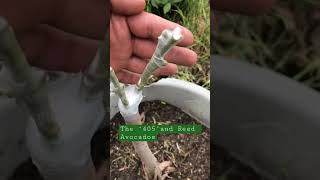 MultiGrafted Avocado Trees avocado avocadotree grafting [upl. by Giesser899]