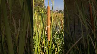 Tanaman Lembang atau Typha angustifolia lembang typhaangustifolia embet obor [upl. by Alac803]