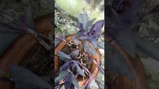 Purple heart plants greenheart houseplants purplegarden indoorplants plantlover flowers [upl. by Darlleen]