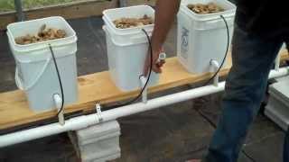 Dutch Bucket Aquaponics [upl. by Malena]