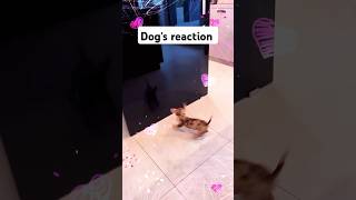 Dogs reaction is funny 🤣🤣😂 agooddaytobeadog funnyanimal pets takeyourdogtoworkday funnycat [upl. by Meingolda]