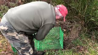 URGENCE  Piéger le blaireau  Chasseur Piégeur en action [upl. by Charisse975]