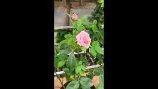 Rose Plant Care Tip gardening shorts rose [upl. by Lunnete]