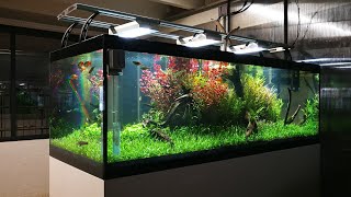 VLOG  180cm 600L Nature aquarium for exhibition [upl. by Kreitman]