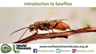 Introduction to UK Sawflies [upl. by Tenaej]