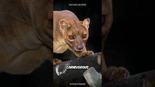 Fossa  Madagascar’s Apex Predator [upl. by Menzies]