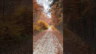 Walking through the Transylvania forest transylvania forest shorts [upl. by Nhtanhoj466]