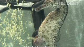 Male seahorse giving birth at The Deep Hull [upl. by Analise]