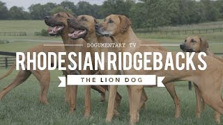 ALL ABOUT RHODESIAN RIDGEBACKS THE AFRICAN LION HUNTING DOG [upl. by Baiss367]