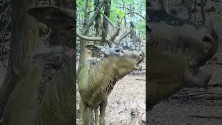 Jelenia ruja deer nature wildlife animals trailcam [upl. by Ruthy171]