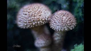 Lensbaby Paddenstoelen [upl. by Reklaw]