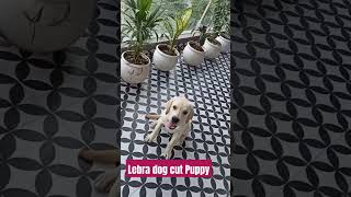 How to train your dog sit commandbestguarddog funny guarddog yourdog labrador pets guardog [upl. by Fortune]