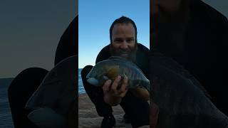 How to catch a baldchin grouper fishing fish adventure adventurewa youtubeshorts baldchin [upl. by Terrilyn]