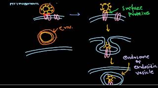 6 Viral pathogenesis step by step process [upl. by Tnilk355]