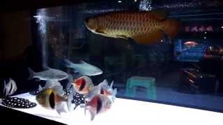 頂級過背金龍欣賞 Malaysian Crossback Golden Arowana [upl. by Ayekahs]