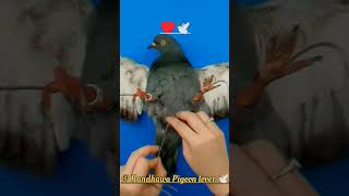 Racing Pigeon video no 4025 kabutar kabootar racingpigeon shots youtubeshorts [upl. by Enelyak307]