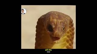 Rắn Hổ Mang Gặp Mangut King Cobra Meets Mangrove [upl. by Murial320]